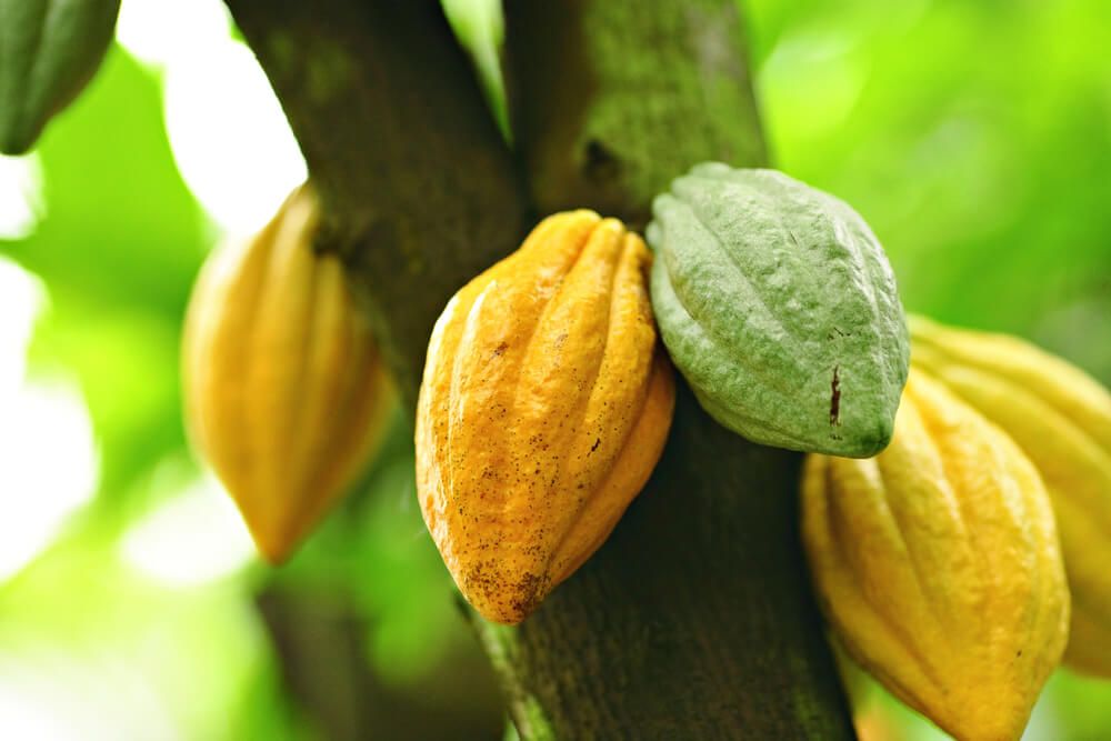 Image of green and yellow cacao pods growing on a tree