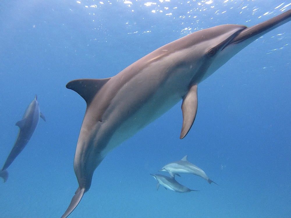 Image of some dolphins swimming in the water in Hawaii