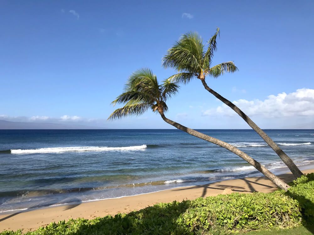 Image of two palm trees leaning over a sandy beach in Kaanapali Maui