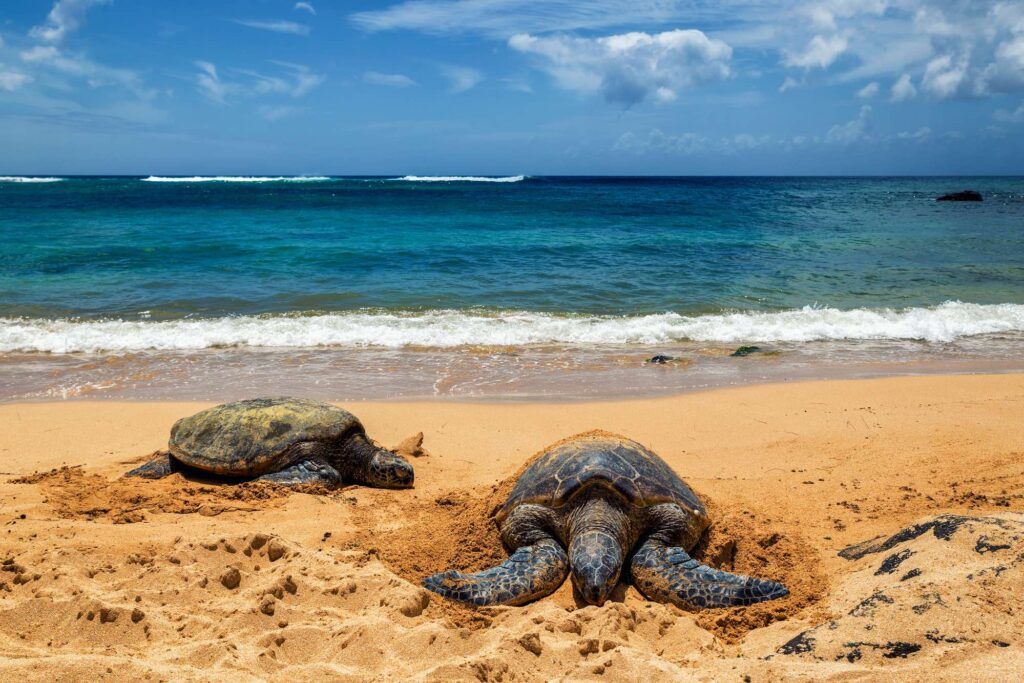 Image of two Hawaiian green sea turtles on Laniakea Beach on Oahu