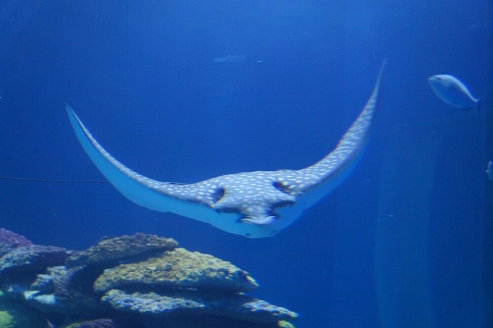 Image of a manta ray swimming in the ocean