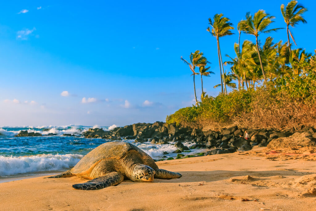 Find out the best North Shore Oahu beaches recommended by top Hawaii blog Hawaii Travel Spot! Image of a sea turtle on a golden beach in North Shore Oahu