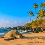 Find out the best North Shore Oahu beaches recommended by top Hawaii blog Hawaii Travel Spot! Image of a sea turtle on a golden beach in North Shore Oahu