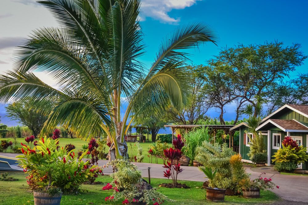 Image of the Ocean Vodka Distillery in Upcountry Maui with palm trees, a green house, and a paved path