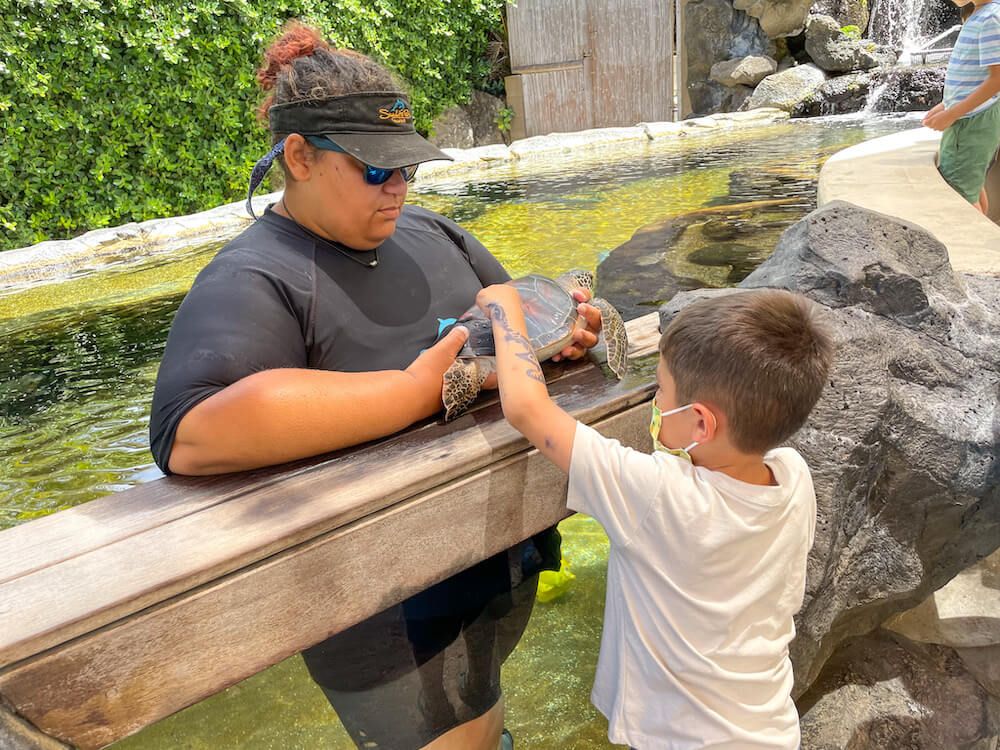 Image of a boy touching a sea turtle at Sea Life Park on Oahu