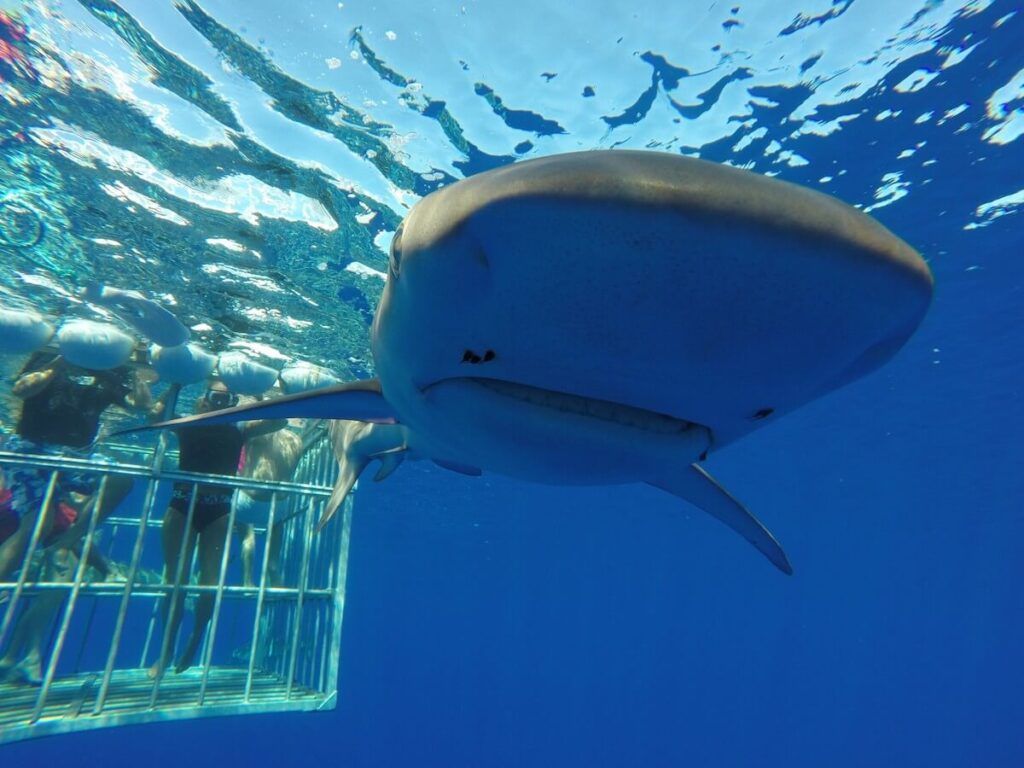 Image of people in a cage with a shark swimming in front of them in the ocean