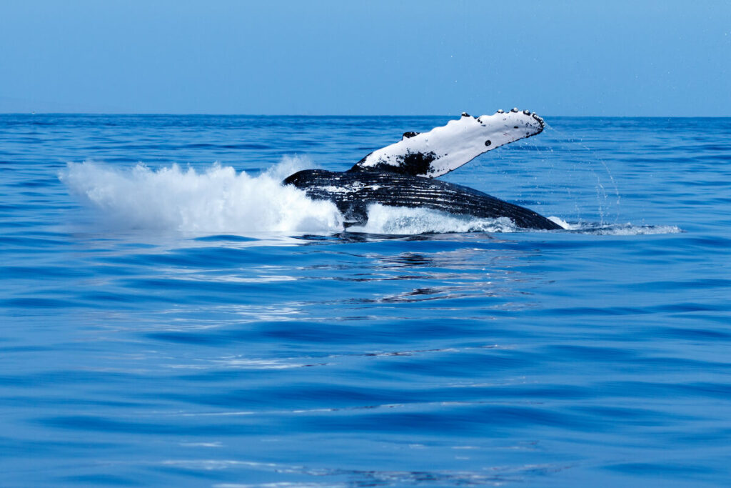 Image of a humpback whale breaching in Hawaii in winter.