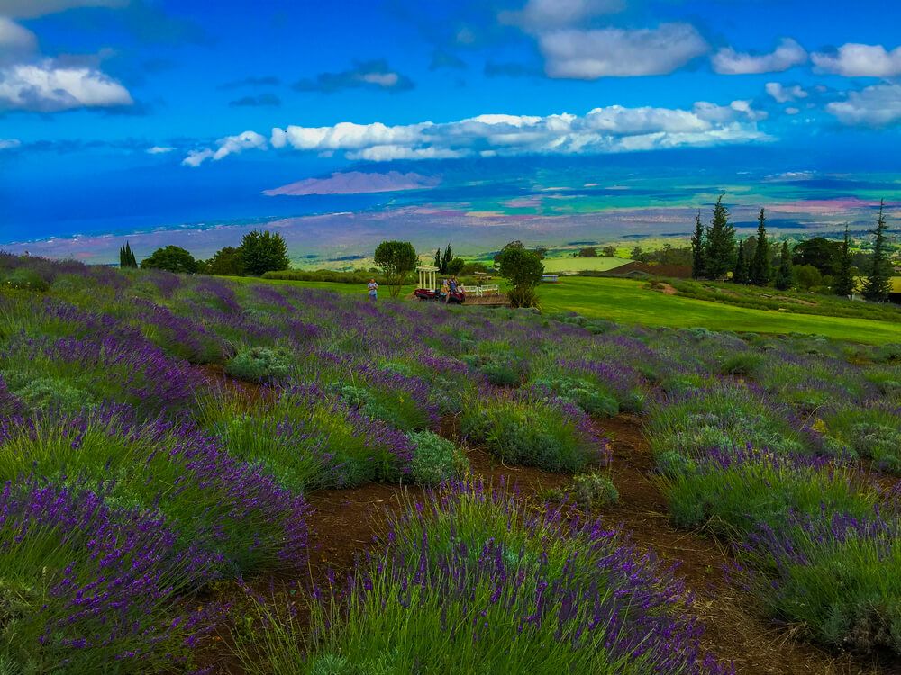 Image of the Alii Kula Lavender Farm on Maui