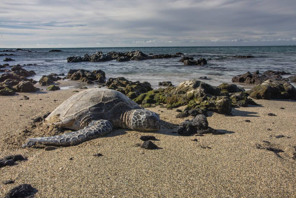 Anaehoomalu Bay. Image of a Hawaiian green sea turtle at Anaehoomalu Bay on the Big Island.