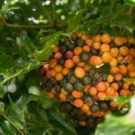 Check out the best Kona Coffee Farms worth visitng recommended by top Hawaii blog Hawaii Travel Spot. Image of yellow and green coffee beans at a Kona coffee plantation.