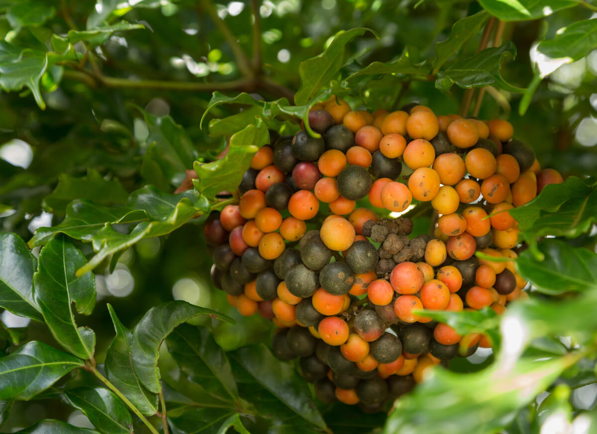 Check out the best Kona Coffee Farms worth visitng recommended by top Hawaii blog Hawaii Travel Spot. Image of yellow and green coffee beans at a Kona coffee plantation.