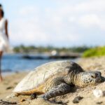 Find out the best cheap and free things to do on the Big Island of Hawaii by top Hawaii blog Hawaii Travel Spot! Image of a woman walking behind a sea turtle in Hawaii