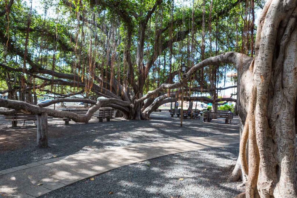 Image of a historic banyan tree in Lahaina Maui