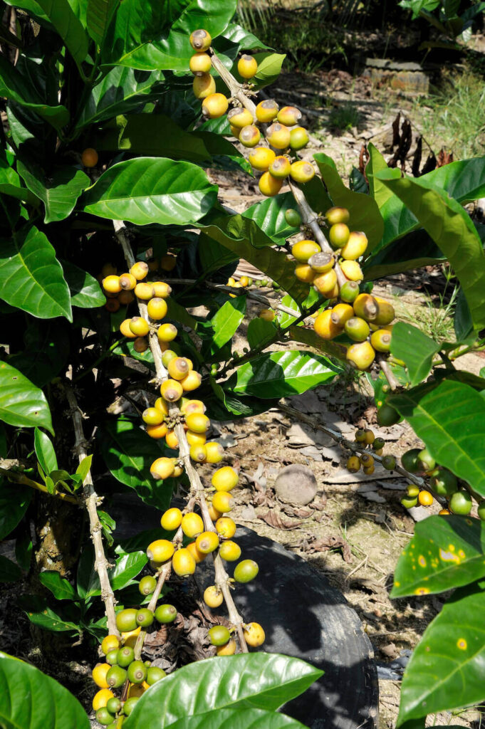 Image of Kona coffee beans growing on a branch.