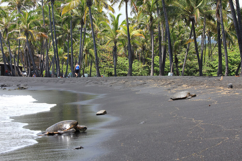Punaluu Black Sand Beach on the Big Island. Image of a sea turtle on a black sand beach in Hawaii