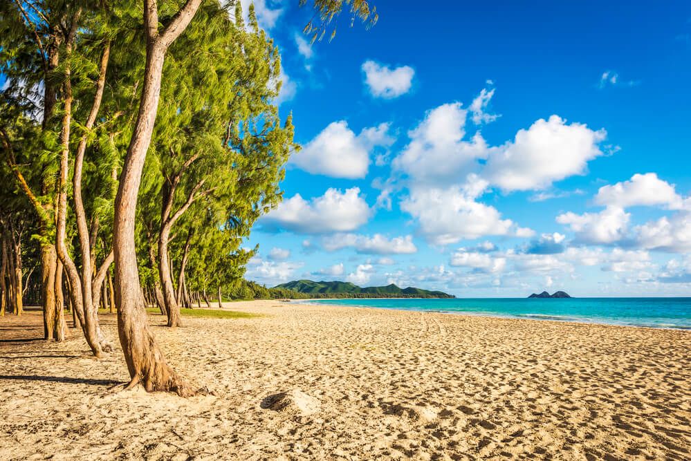 Waimanalo Beach on Oahu. Image of a sandy beach with ironwood trees