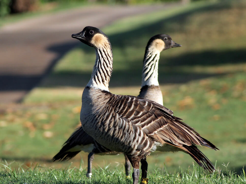 Image of a pair of Hawaiian Nene Geese on the lawn