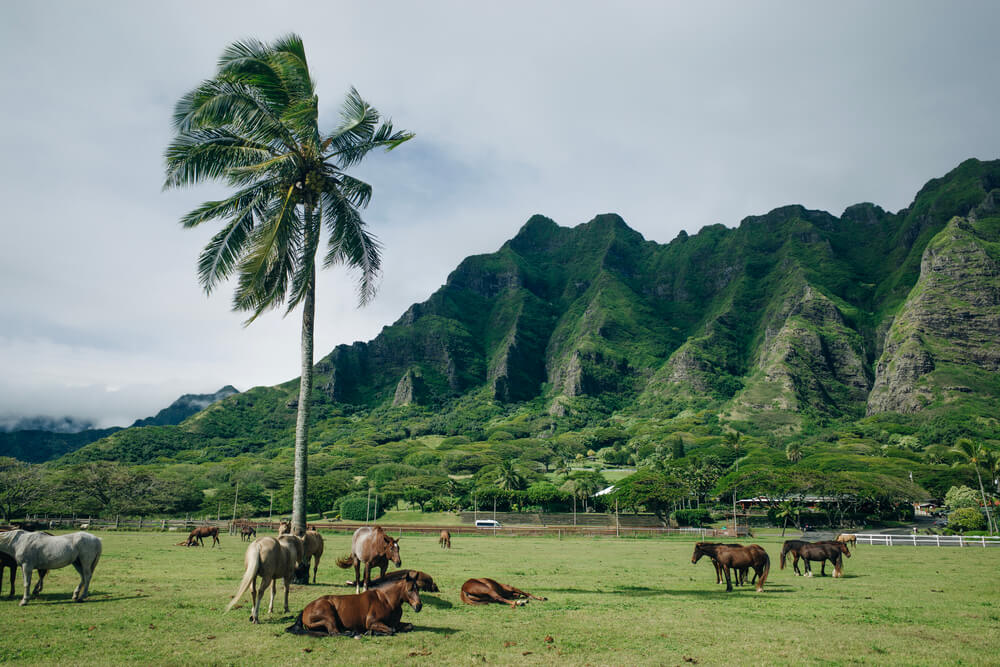 Image of horses at Kualoa Ranch on Oahu