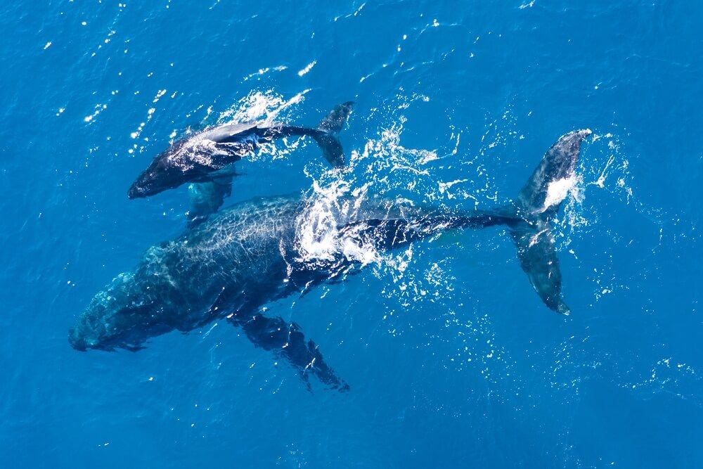 Image of a mom and baby humpback whale in Kapalua Maui