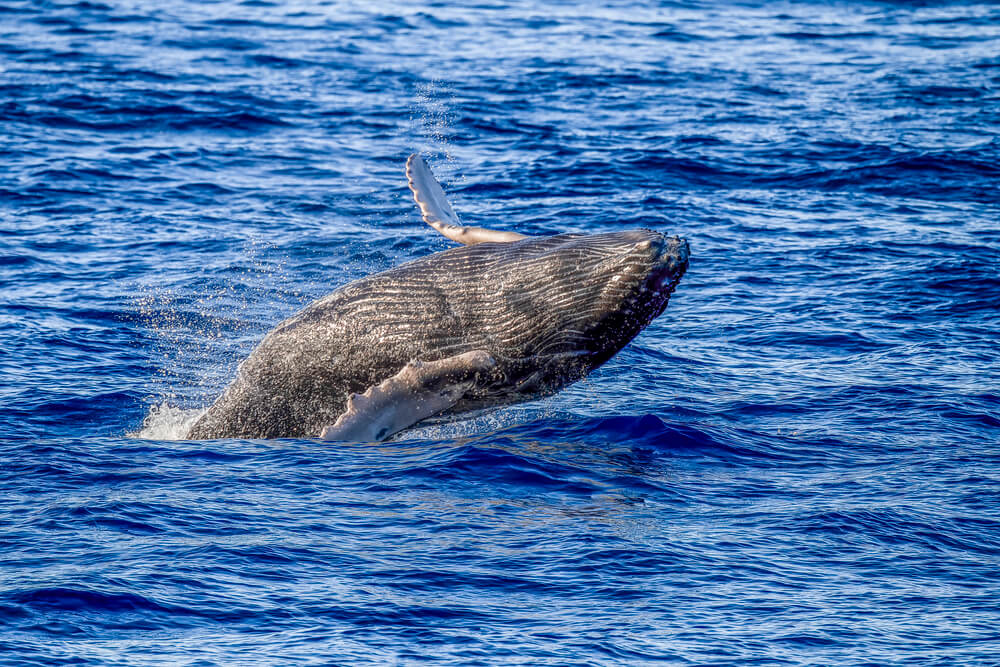 Find out when is the best time to see whales in Maui by top Hawaii blog Hawaii Travel Spot! Image of a humpback whale breeching in Maui Hawaii