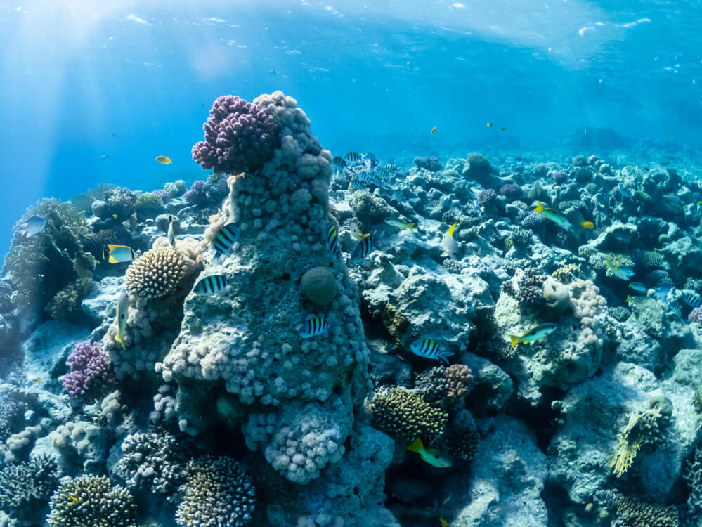 Image of a coral reef in Hawaii