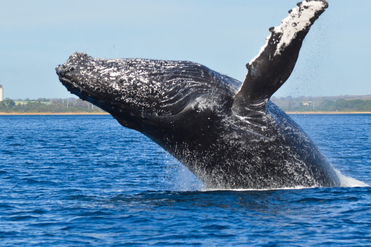 Check out this guide to Maui whale season by top Hawaii blog Hawaii Travel Spot! Image of a humpback whale in Maui