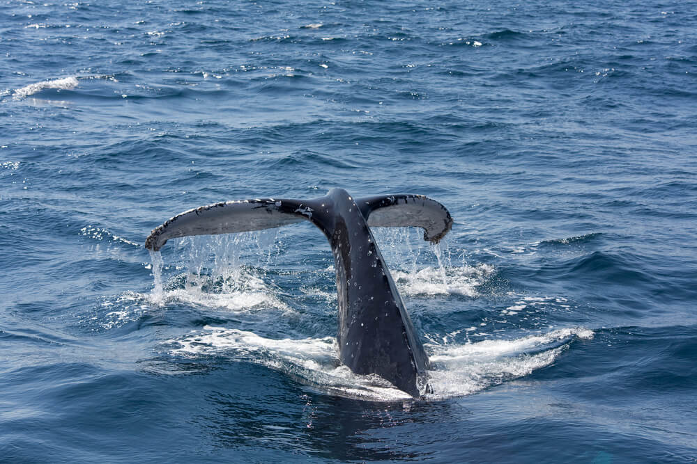 Image of a humpback whale tail on Maui