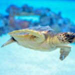 Check out these amazing Oahu snorkeling tours recommended by top Hawaii blog Hawaii Travel Spot! Image of a sea turtle swimming in the ocean