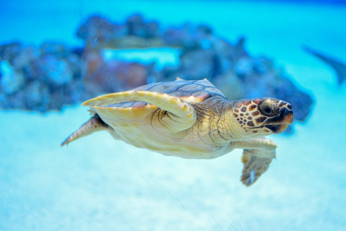 Check out these amazing Oahu snorkeling tours recommended by top Hawaii blog Hawaii Travel Spot! Image of a sea turtle swimming in the ocean