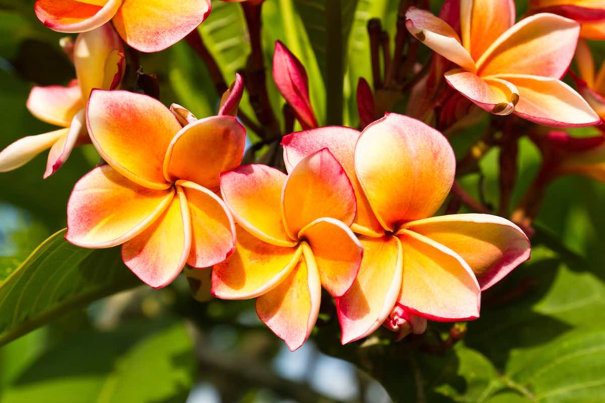 Check out the most amazing Hawaii botanical gardens recommended by top Hawaii blog Hawaii Travel Spot! Image of orange plumeria flowers on a tree
