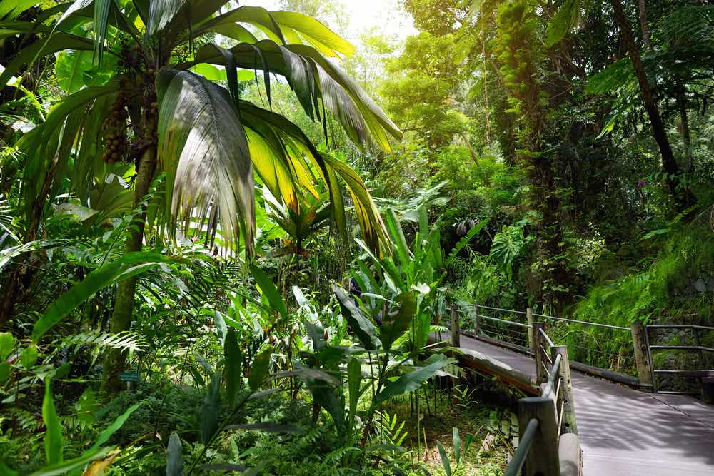 Lush tropical vegetation of the Hawaii Tropical Botanical Garden of Big Island of Hawaii, USA