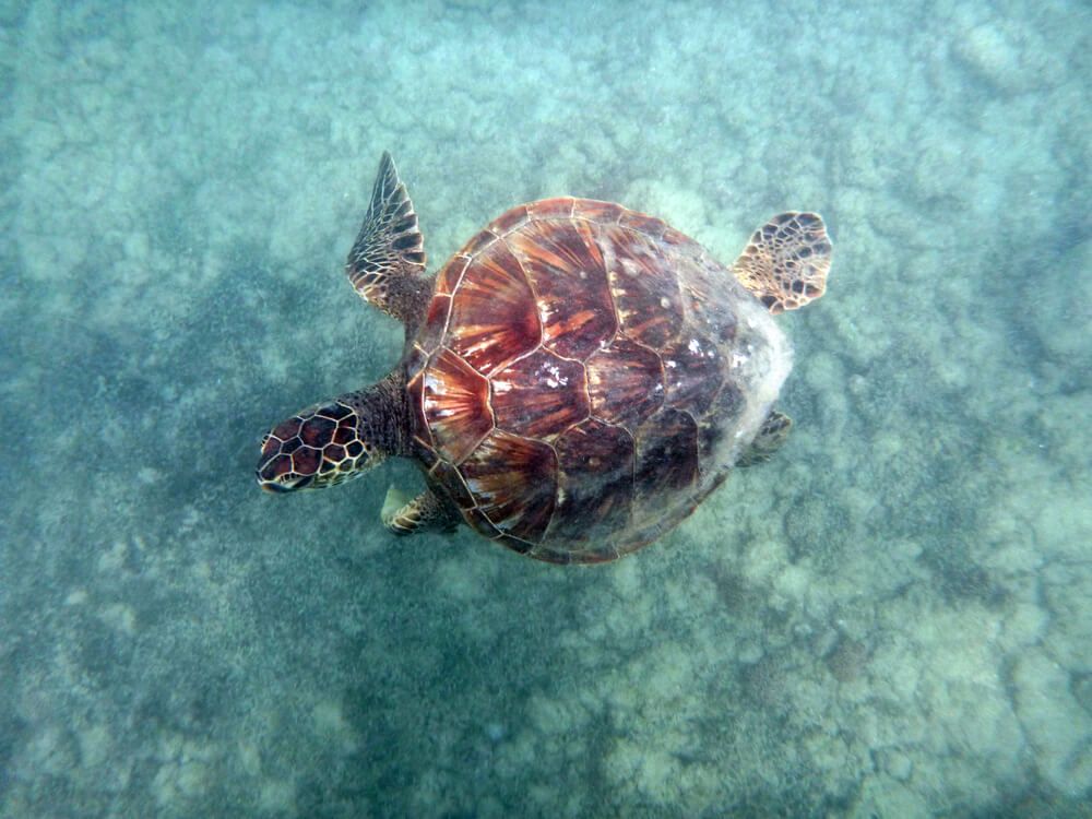 Image of a Hawaiian Green Sea Turtle swimming at Waikiki Beach.