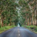 Find out how to get around Kauai with tips by top Hawaii blog Hawaii Travel Spot! Image of the Tunnel of Trees on Kauai
