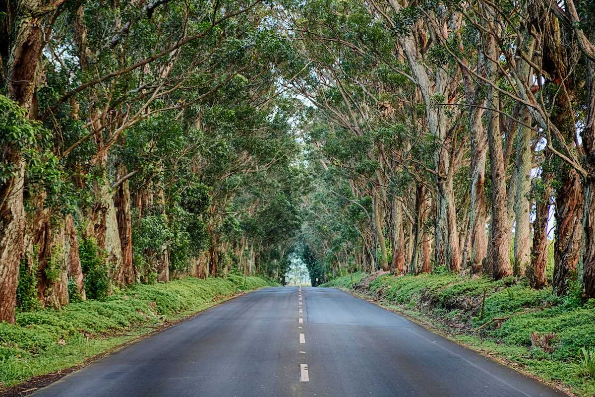 Find out how to get around Kauai with tips by top Hawaii blog Hawaii Travel Spot! Image of the Tunnel of Trees on Kauai