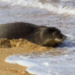 Find out the best things to do this winter in Hawaii recommended by top Hawaii blog Hawaii Travel Spot. Image of a monk seal at Tunnels Beach on Kauai