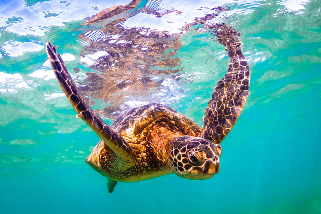 Find out where to see turtles on Oahu recommended by top Hawaii blog Hawaii Travel Spot. Image of a Hawaiian Green Sea Turtle swimming in the ocean.