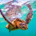 Find out where to see turtles on Oahu recommended by top Hawaii blog Hawaii Travel Spot. Image of a Hawaiian Green Sea Turtle swimming in the ocean.