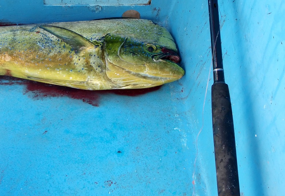 Image of a mahimahi fish in a boat