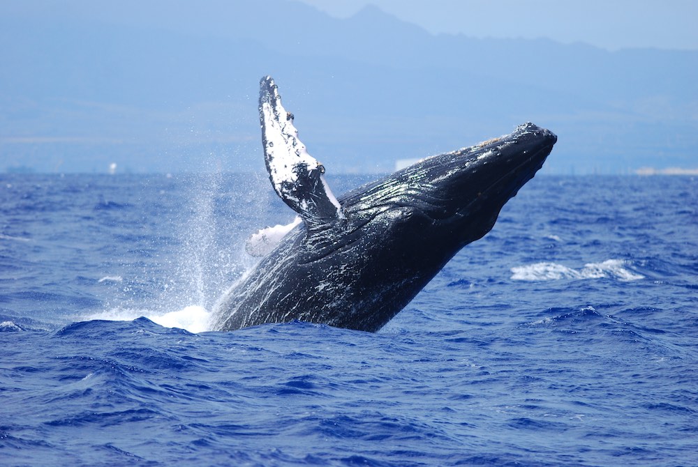 A jumping humpback whale near Oahu Island, Hawaii, America