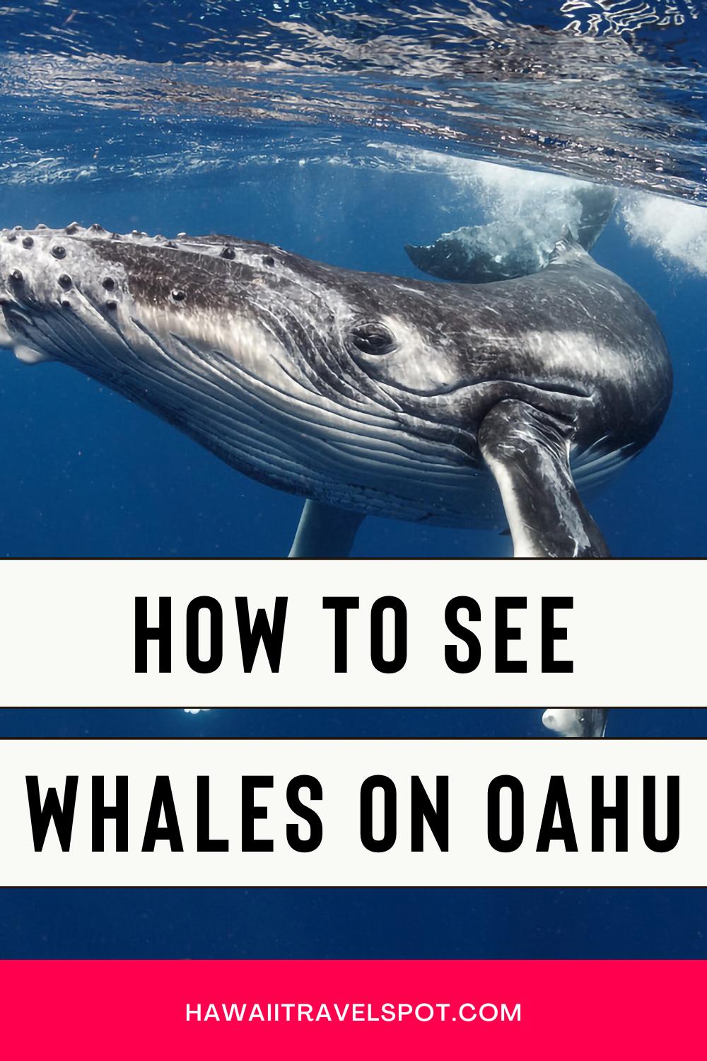 11 Wonderous Oahu WhaleWatching Tours Worth Booking (2023)