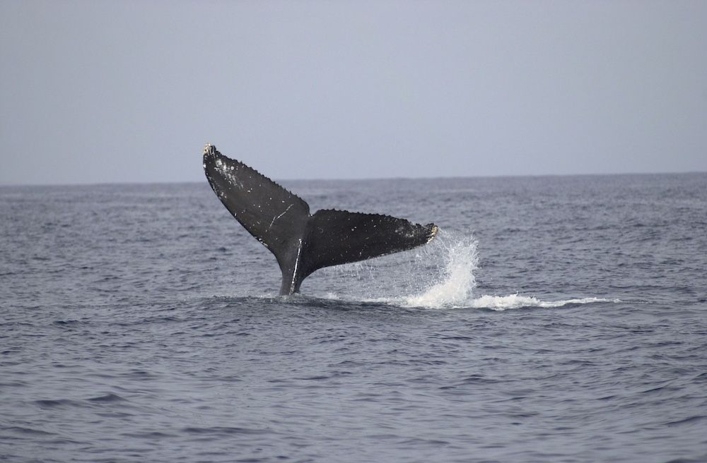 Image of a whale tail in the ocean in Hawaii