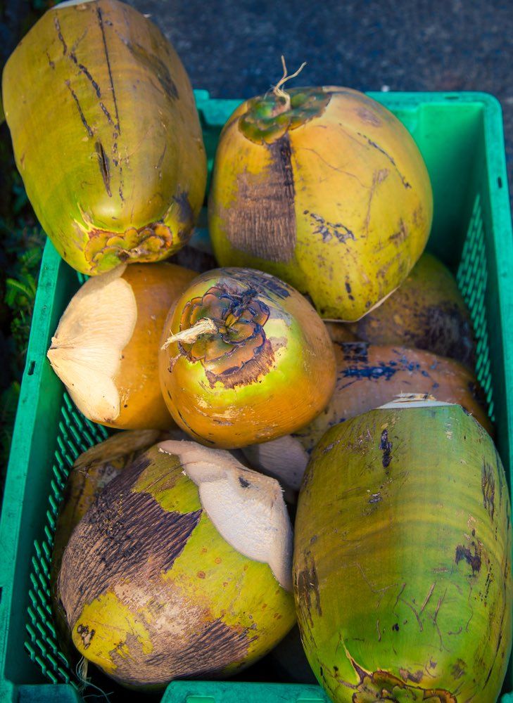 Image of coconuts in a green tub