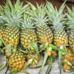 Find out the best Big Island farmers markets recommended by top Hawaii blog Hawaii Travel Spot! Image of Fresh pineapple tropical fruit for sale in the market