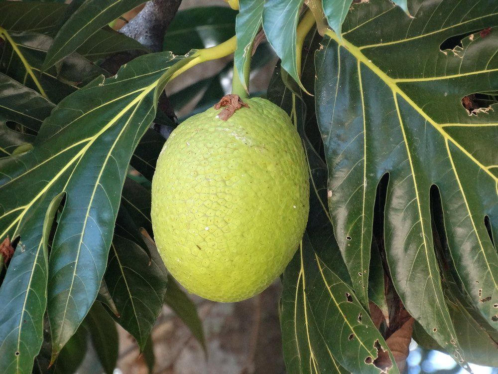 A closeup of breadfruit on a tree