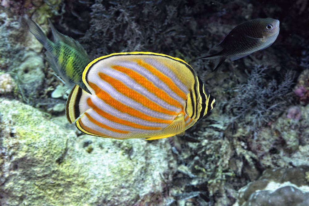 A picture of a beautiful ornate butterflyfish in the reef