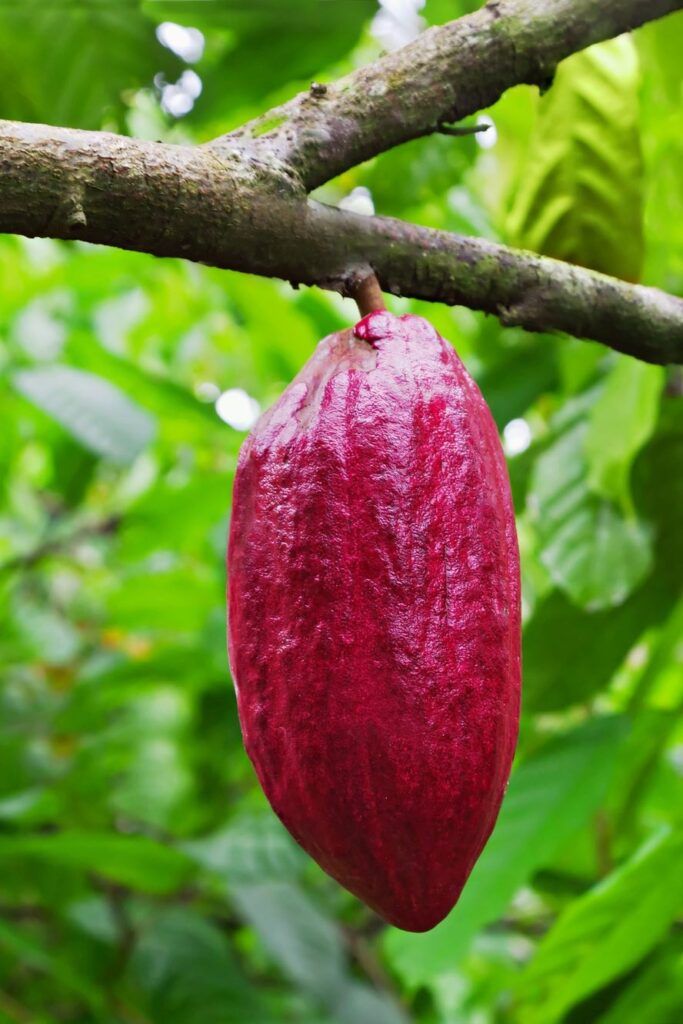 Image of red cacao fruit on the tree