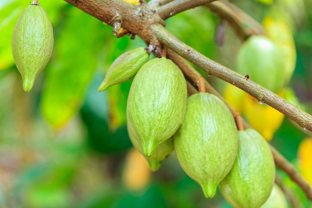 Image of a cacao tree