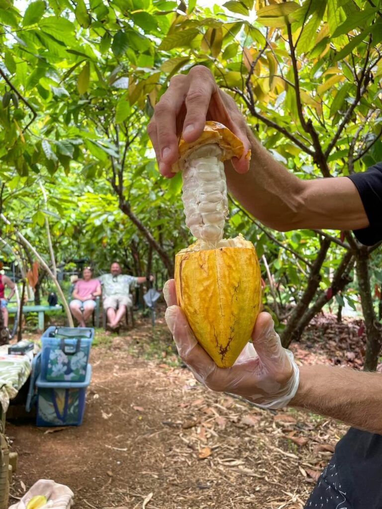 Image of cacao fruit at a Kauai chocolate farm.