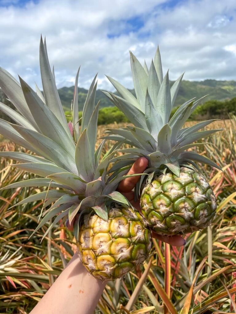 Image of little sugarloaf pineapples 