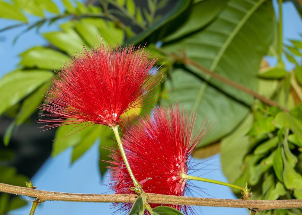 Beautiful Red Ohia Lehua Flower in Bloom on the Natural Background